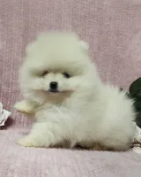 Friendly, a female Pomeranian for sale in Haynesville, LA – Photo 3 of 9