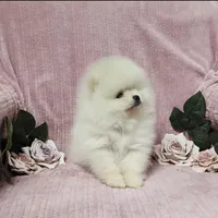 Friendly, a female Pomeranian for sale in Haynesville, LA – Photo 8 of 9