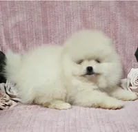 Friendly, a female Pomeranian for sale in Haynesville, LA – Photo 5 of 9