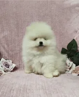 Friendly, a female Pomeranian for sale in Haynesville, LA – Photo 9 of 9