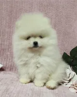 Friendly, a female Pomeranian for sale in Haynesville, LA – Photo 1 of 9