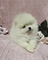 Friendly, a female Pomeranian for sale in Haynesville, LA – Photo 4 of 9