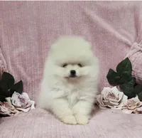 Friendly, a female Pomeranian for sale in Haynesville, LA – Photo 6 of 9