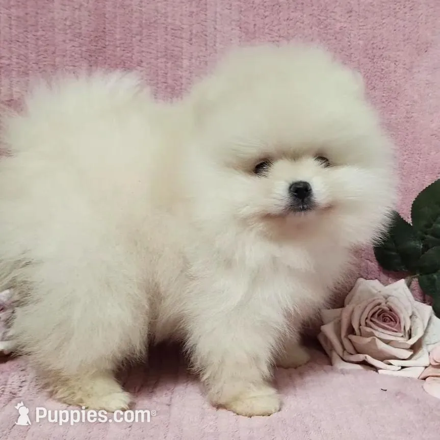 Friendly, a female Pomeranian for sale in Haynesville, LA – Photo 2 of 9