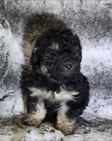 Sabastian, a male Poodle - Toy  for sale in Haynesville, LA – 2 of 3