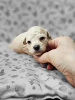 Sugar Plum, a female Poodle - Toy  for sale in Haynesville, LA – 1 of 5