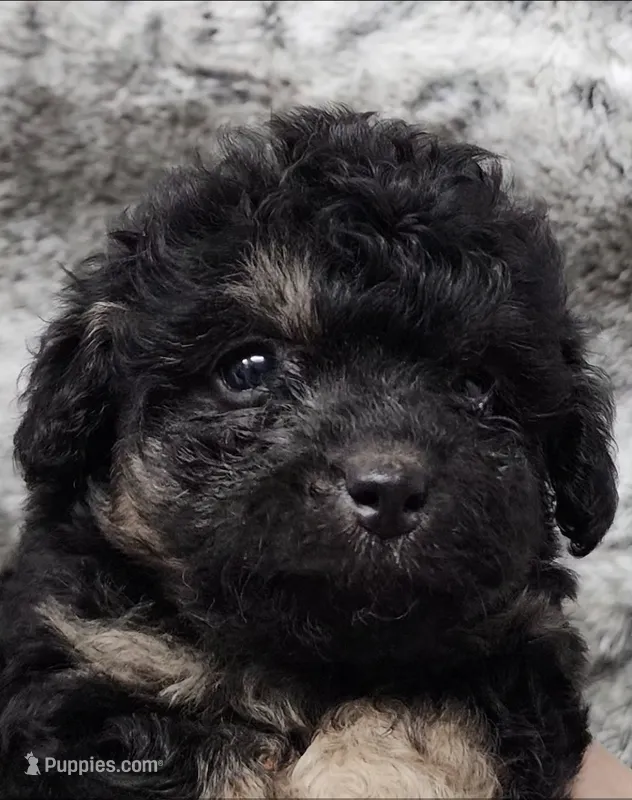 Sabastian – Poodle - Toy  puppy for sale in Haynesville, LA
