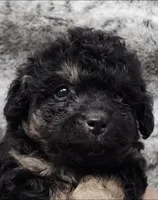 Sabastian, a male Poodle - Toy  for sale in Haynesville, LA – 1 of 3