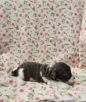 Daisy, a female Poodle - Toy  for sale in Haynesville, LA – 5 of 5