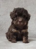 Ginger, a female Poodle - Toy  for sale in Haynesville, LA – 6 of 8