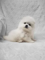 Dandy, a male Pomeranian for sale in Haynesville, LA – 5 of 8