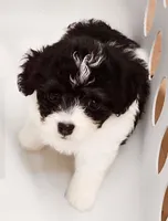 Jingles, a female Poodle - Toy  for sale in Haynesville, LA – 10 of 10