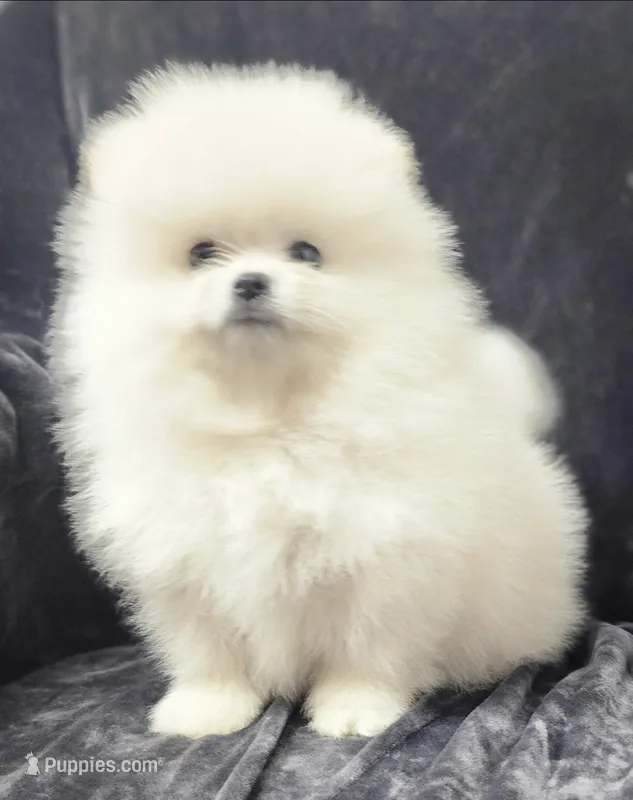 Dandy – Pomeranian puppy for sale in Haynesville, LA