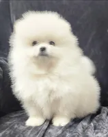 Dandy, a male Pomeranian for sale in Haynesville, LA – 1 of 8