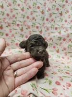 Ginger, a female Poodle - Toy  for sale in Haynesville, LA – 3 of 4