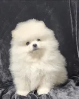 Dandy, a male Pomeranian for sale in Haynesville, LA – 4 of 8