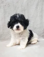 Jingles, a female Poodle - Toy  for sale in Haynesville, LA – 8 of 10