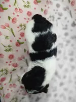 Jingles, a female Poodle - Toy  for sale in Haynesville, LA – 2 of 6