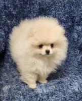 Friendly, a female Pomeranian for sale in Haynesville, LA – Photo 10 of 10