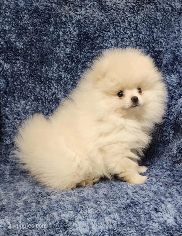 Friendly, a female Pomeranian for sale in Haynesville, LA – Photo 1 of 10