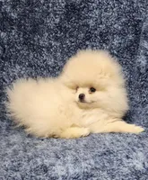 Friendly, a female Pomeranian for sale in Haynesville, LA – Photo 5 of 10
