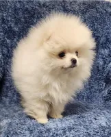 Friendly, a female Pomeranian for sale in Haynesville, LA – Photo 9 of 10