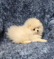 Friendly, a female Pomeranian for sale in Haynesville, LA – Photo 7 of 10