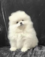 Dandy, a male Pomeranian for sale in Haynesville, LA – 2 of 8
