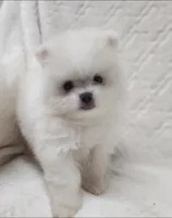 Prince, a male Pomeranian for sale in Haynesville, LA – 3 of 9