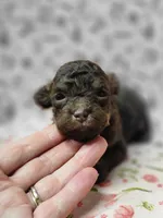Ginger, a female Poodle - Toy  for sale in Haynesville, LA – 2 of 4