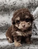 Clever, a male Poodle - Toy  for sale in Haynesville, LA – 2 of 3