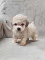 Sugar Plum, a female Poodle - Toy  for sale in Haynesville, LA – 7 of 9