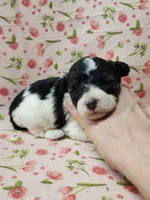 Jingles, a female Poodle - Toy  for sale in Haynesville, LA – 5 of 6
