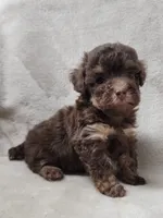 Ginger, a female Poodle - Toy  for sale in Haynesville, LA – 5 of 8