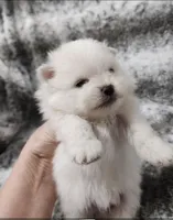 Prince, a male Pomeranian for sale in Haynesville, LA – 2 of 3
