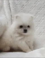 Prince, a male Pomeranian for sale in Haynesville, LA – 4 of 9