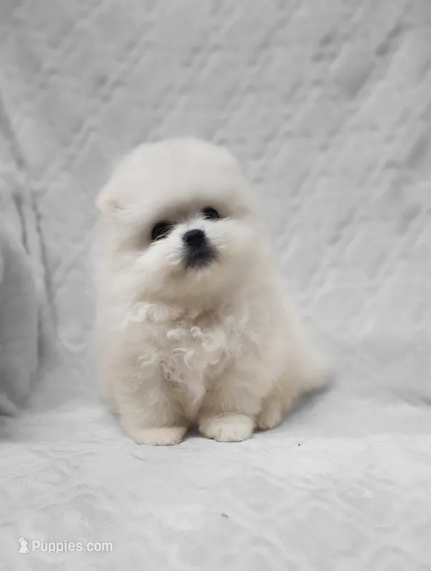 Dandy – Pomeranian puppy for sale in Haynesville, LA