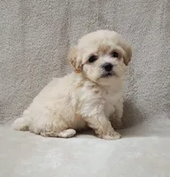 Sugar Plum, a female Poodle - Toy  for sale in Haynesville, LA – 8 of 9