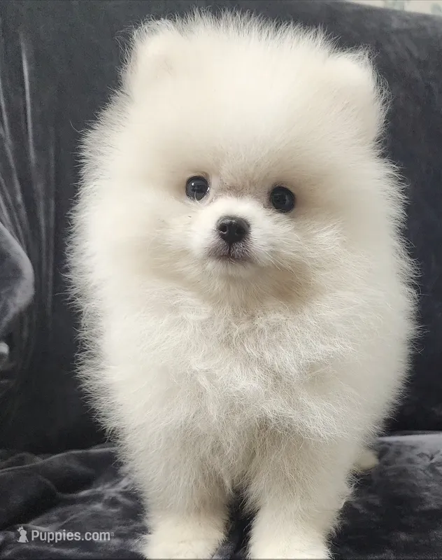 Prince – Pomeranian puppy for sale in Haynesville, LA