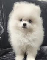 Prince, a male Pomeranian for sale in Haynesville, LA – 1 of 9