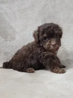 Ginger, a female Poodle - Toy  for sale in Haynesville, LA – 8 of 8