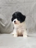Jingles, a female Poodle - Toy  for sale in Haynesville, LA – 9 of 10