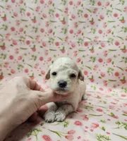 Sugar Plum, a female Poodle - Toy  for sale in Haynesville, LA – 3 of 5