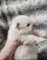 Prince, a male Pomeranian for sale in Haynesville, LA – 3 of 3