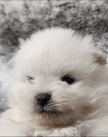 Dandy, a male Pomeranian for sale in Haynesville, LA – 1 of 3