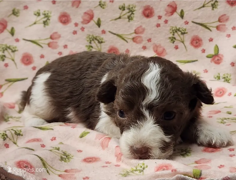 Daisy – Poodle - Toy  puppy for sale in Haynesville, LA