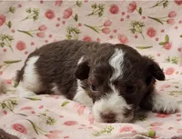 Daisy, a female Poodle - Toy  for sale in Haynesville, LA – 1 of 5