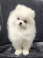 Prince, a male Pomeranian for sale in Haynesville, LA – 7 of 9