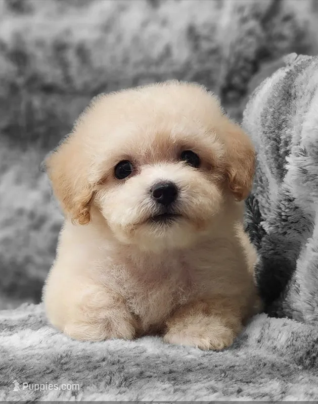 Sugar Plum – Poodle - Toy  puppy for sale in Haynesville, LA