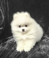 Prince, a male Pomeranian for sale in Haynesville, LA – 8 of 9
